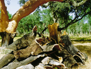 Cork bark