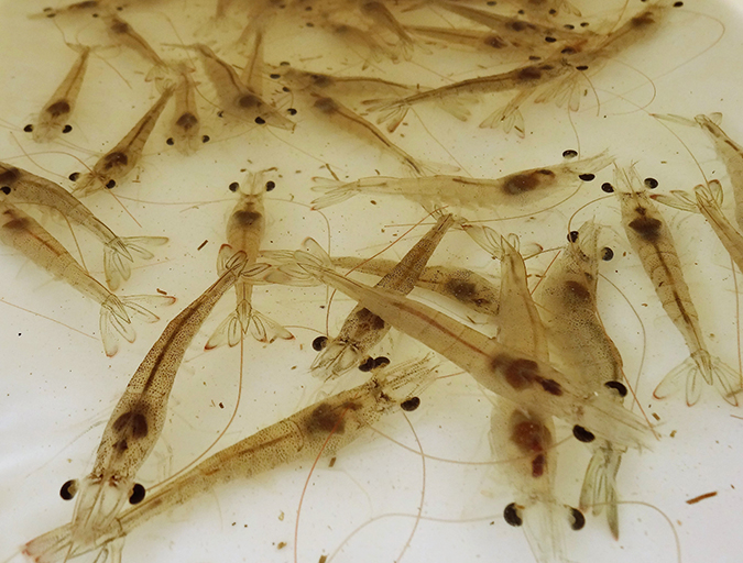 Article image for Effect of dietary methionine on Pacific white shrimp juveniles   
