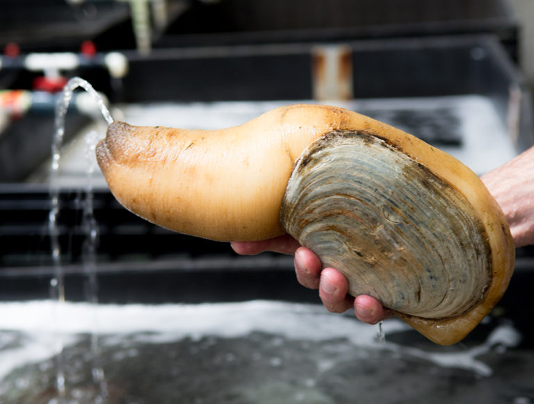 Article image for Despite Seafood Watch downgrade, few market changes for geoducks