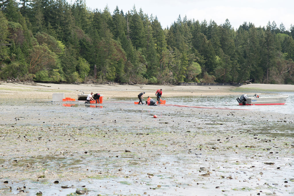 Despite Seafood Watch downgrade, few market changes for geoducks ...