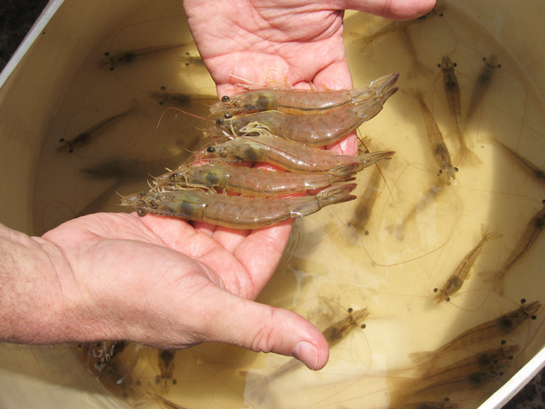 Article image for We can grow better shrimp, and in better ways