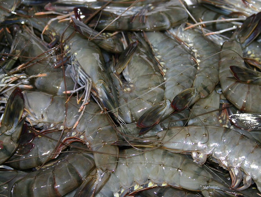 Article image for The proper use of brine to freeze shrimp, part 2