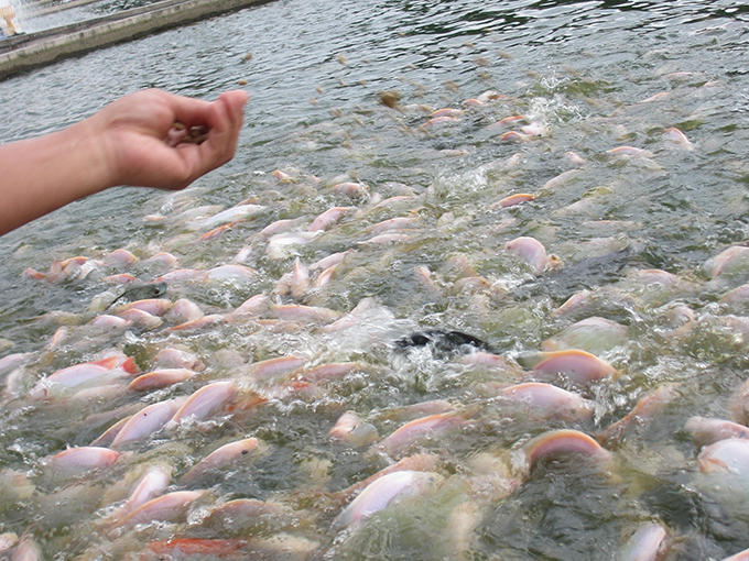Article image for Testing fish oil alternatives in red hybrid tilapia diets