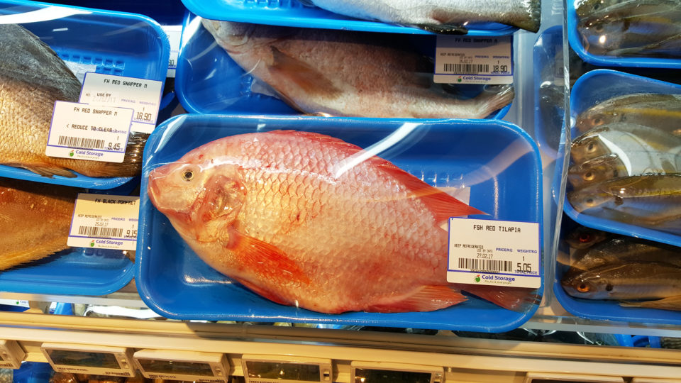 Testing fish oil alternatives in red hybrid tilapia diets Responsible