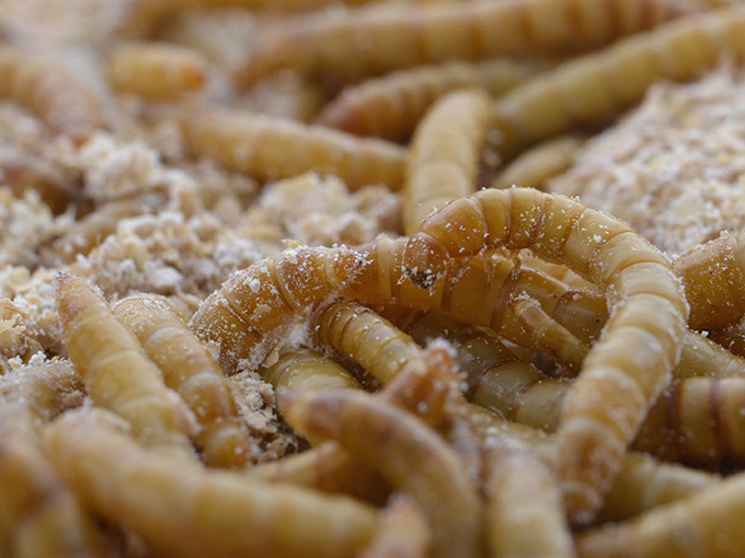 Article image for Larvae lunch, anyone? Insect-based feeds soon on aquafeed menu