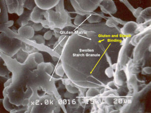 Electron scanning micrograph of gluten