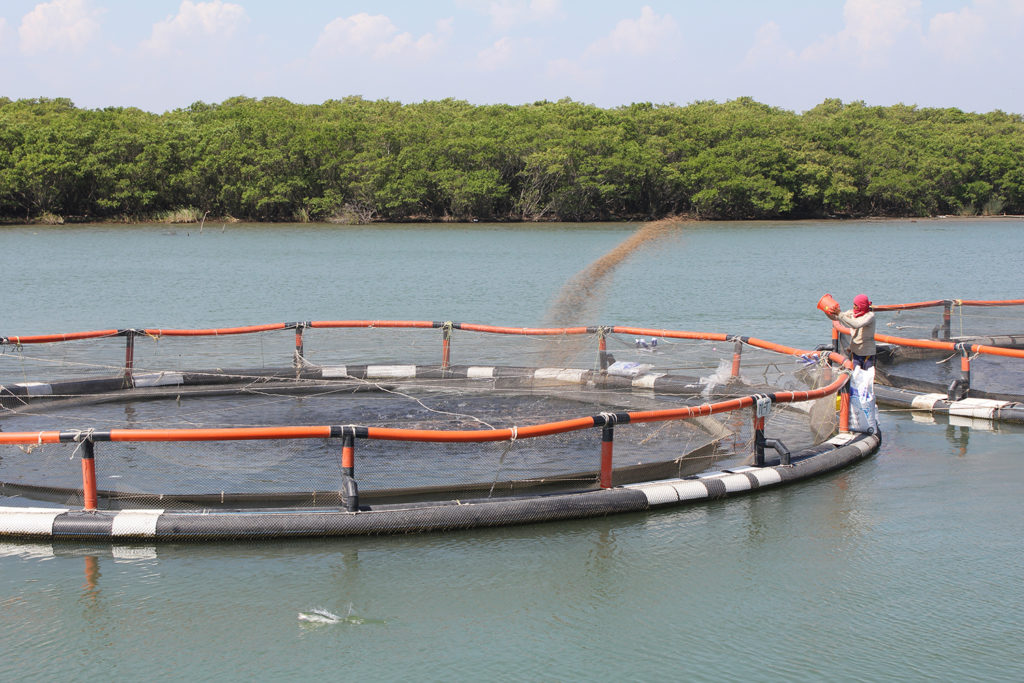 Article image for Comprensión de la demanda de oxígeno de los alimentos acuícolas