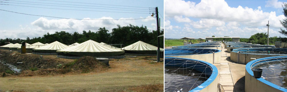 Vistas de tanques de pre-cría redondos, incluyendo unidades cubiertas al aire libre en Ecuador (izquierda), construidas con un marco y revestimiento de plástico; y unidades de concreto y descubiertas en Brasil (derecha).