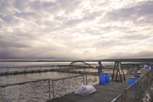 For Great Lakes aquaculture, it’s a tale of two countries