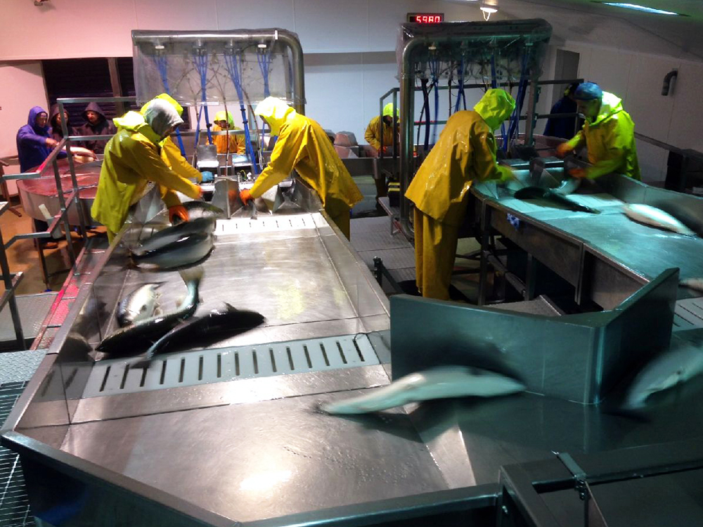 Article image for Fish producers benefit from humane slaughter techniques