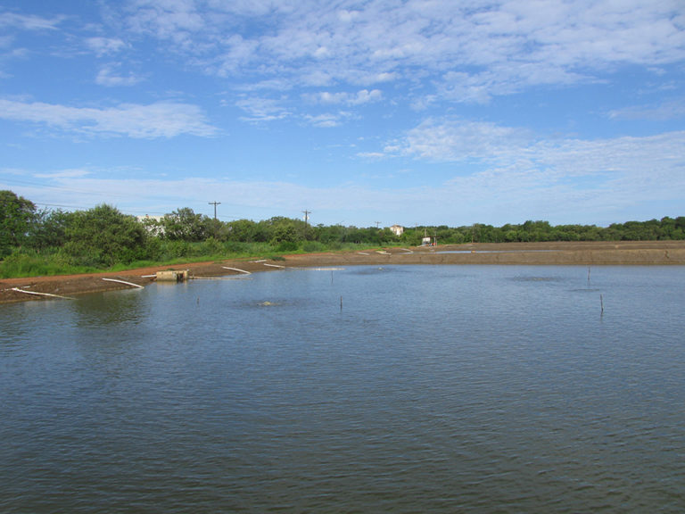 Article image for Phytoplankton in aquaculture ponds: Friend or foe?