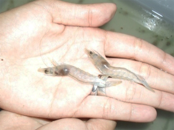 Article image for Rotifers and diatoms aid shrimp biofloc nurseries