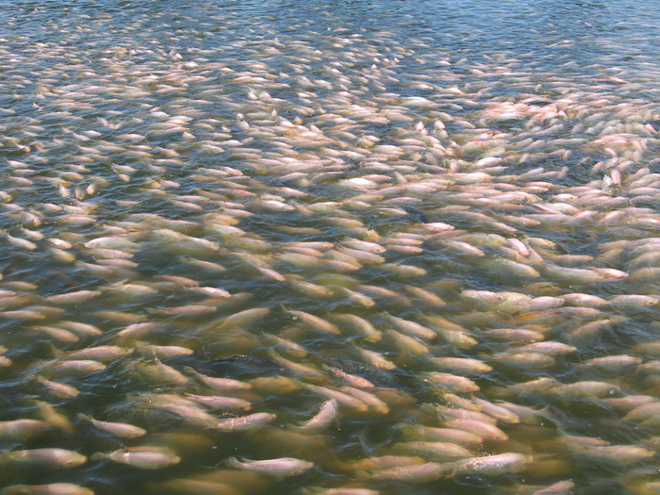 Las tilapias son el segundo grupo de especies acuícolas más importante en el mundo hoy, después de las carpas, con la posibilidad de expandir significativamente su producción a ambientes de agua salada. Foto de Darryl Jory.