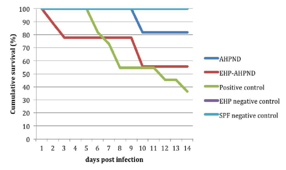 Fig. 1: Comparación de la curva de supervivencia acumulada entre los grupos AHPND versus EHP AHPND infectados por AHPND. Experimento No. 2.