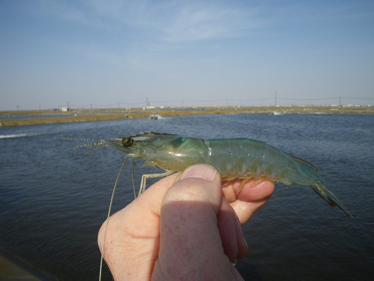 Article image for EHP a risk factor for other shrimp diseases