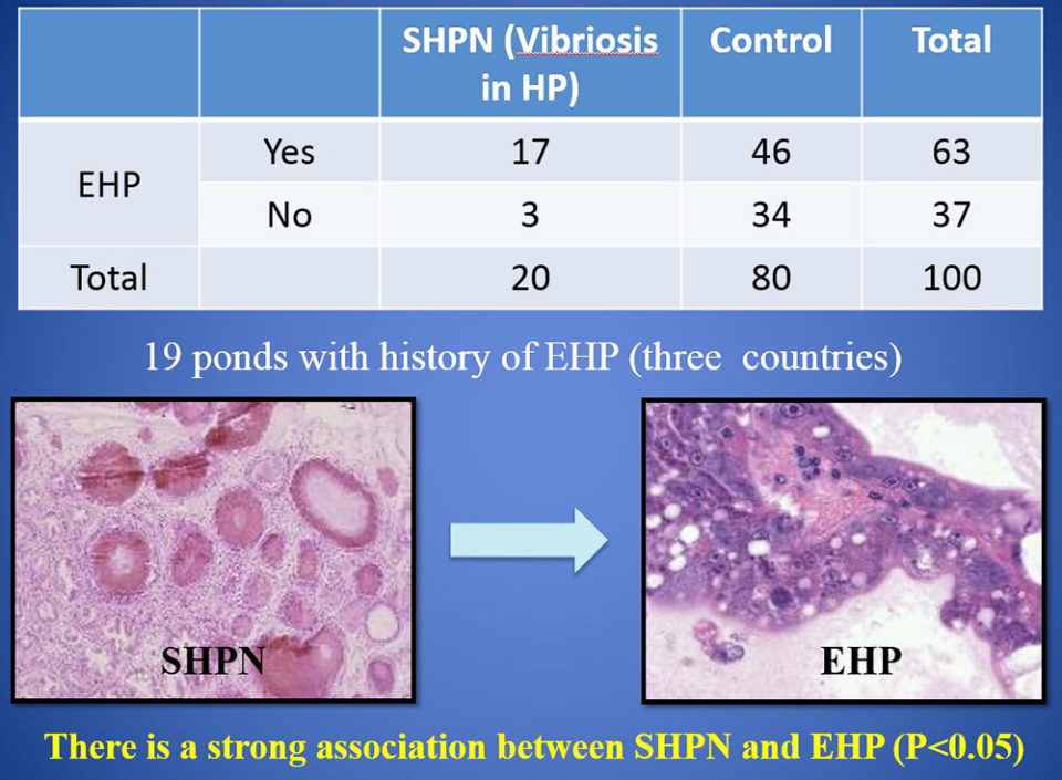 Análisis de casos y controles: Casos de necrosis hepatopancreática séptica (SHPN) y asociación con EHP en camarones juveniles de P. vannamei en el sudeste asiático en 2015-2016. De: Aranguren et al. (2017).
