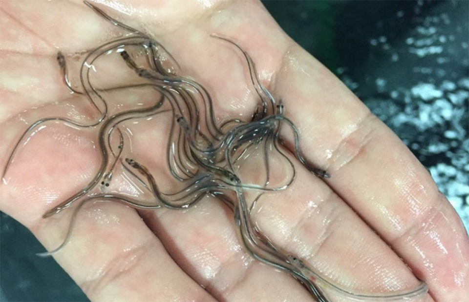 Japanese eels Progress in breeding and nutrition Responsible Seafood