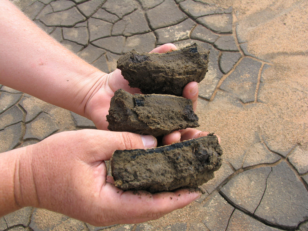 Article image for Cómo la descomposición de la materia orgánica impacta los estanques acuícolas