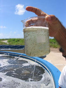 Los sistemas de pre-criadero producen juveniles de camarón que son más fuertes, crecen más rápido y típicamente tienen mejores FCR y supervivencia, así como un potencial significativo para el crecimiento compensatorio.