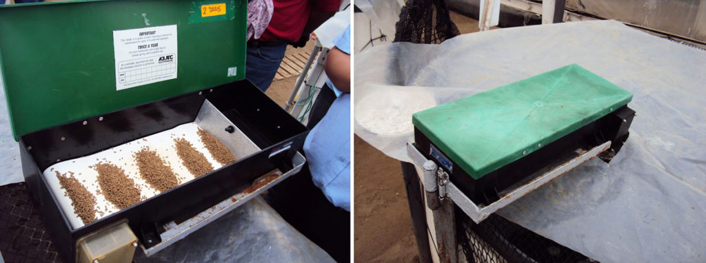 Shrimp are constantly feeding or grazing, so continuous feeding using belt feeders such as this one is a recommended practice.