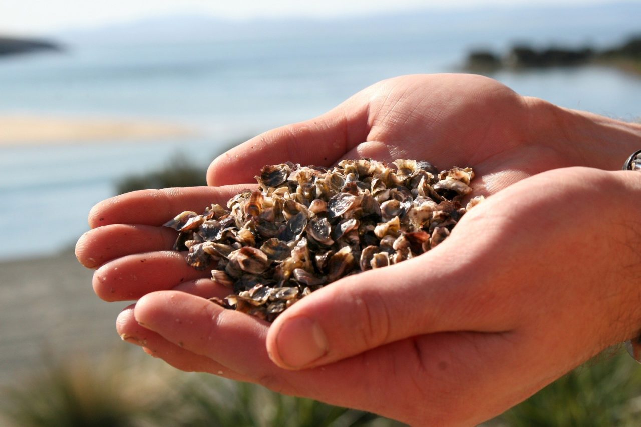 Turning the tide against a deadly oyster virus Responsible Seafood