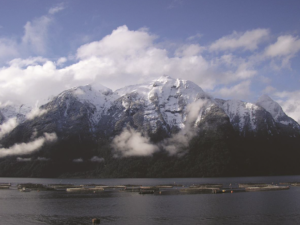 harmful algal blooms management and Chile salmon farming