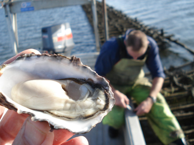 Article image for Turning the tide against a deadly oyster virus