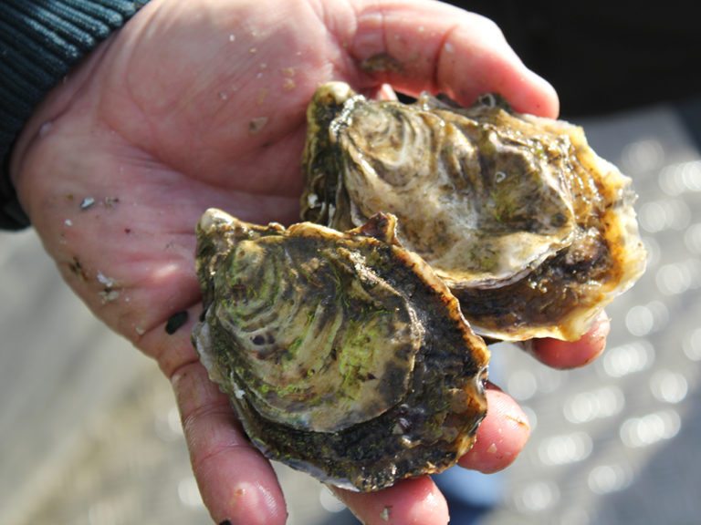 Article image for Behold the nutritious oyster