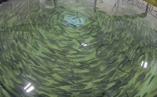 Article image for Los productores de salmón limitan el tiempo en el mar para mitigación del riesgo biológico