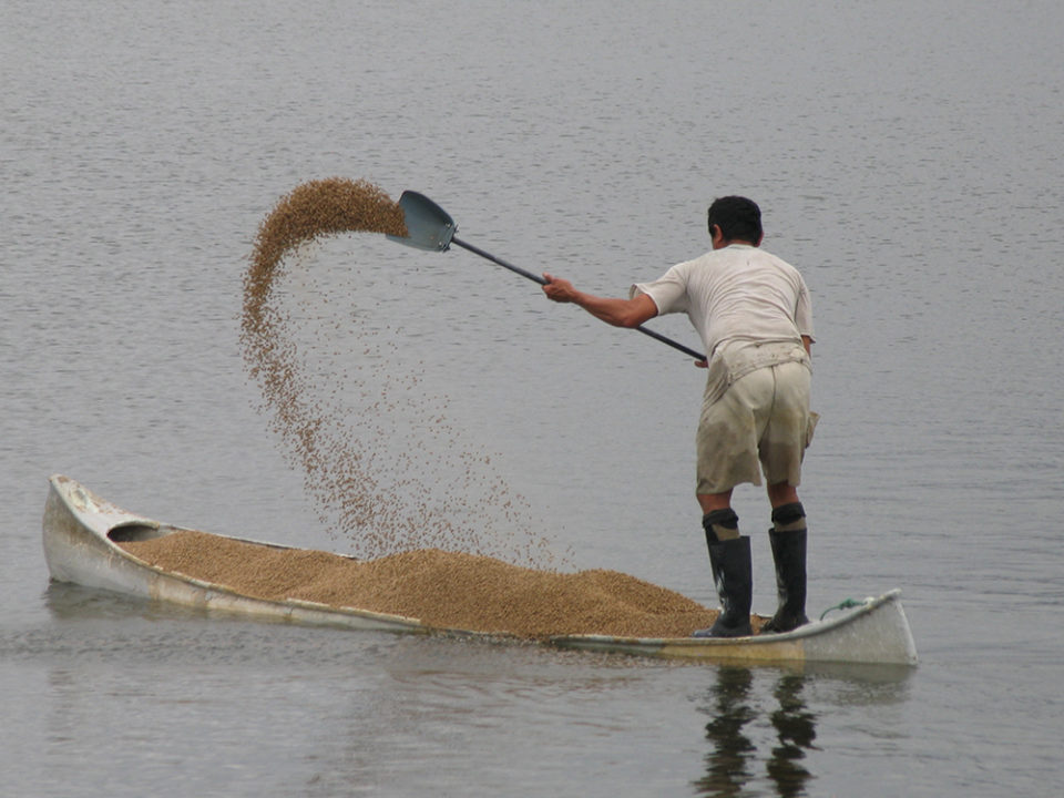 Manual broadcasting of aquafeed from boats is very common in many aquaculture production regions. Proper feed management is important to minimize aquafeed waste. Photo by Darryl Jory.