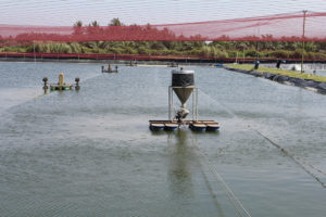 What happens to feed in aquaculture systems?
