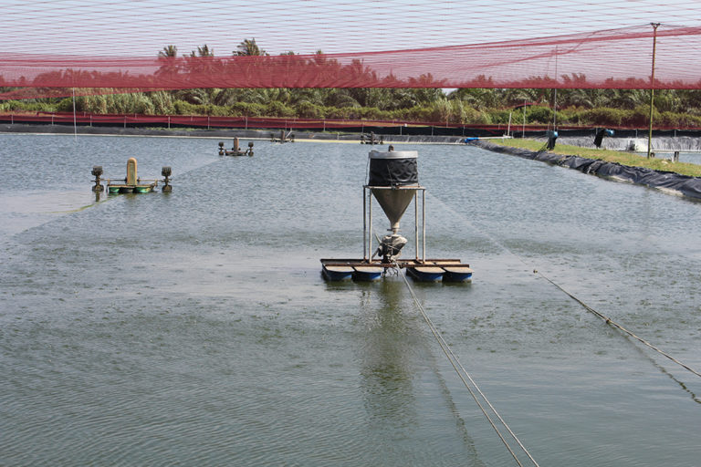 Article image for What happens to feed in aquaculture systems?