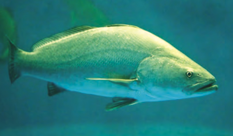 Article image for Aquaculture gives endangered totoaba a fighting chance