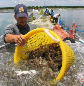 shrimp farm harvest
