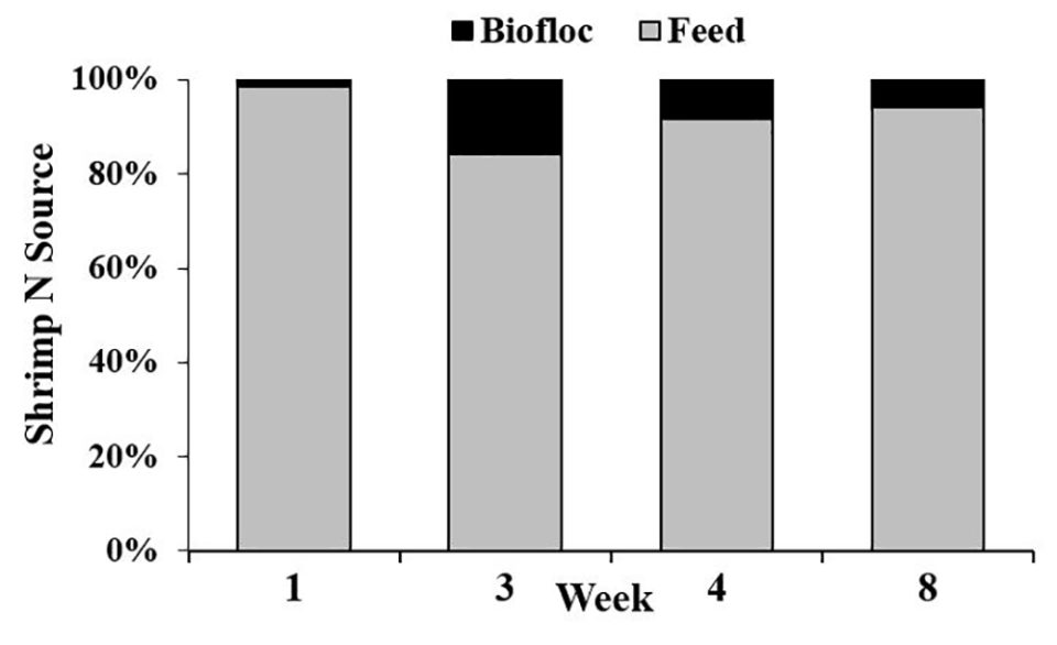 Fig. 1. The percent contribution of feed and biofloc to the nitrogen content of shrimp tissues according to a two-sample isotope mixing model.
