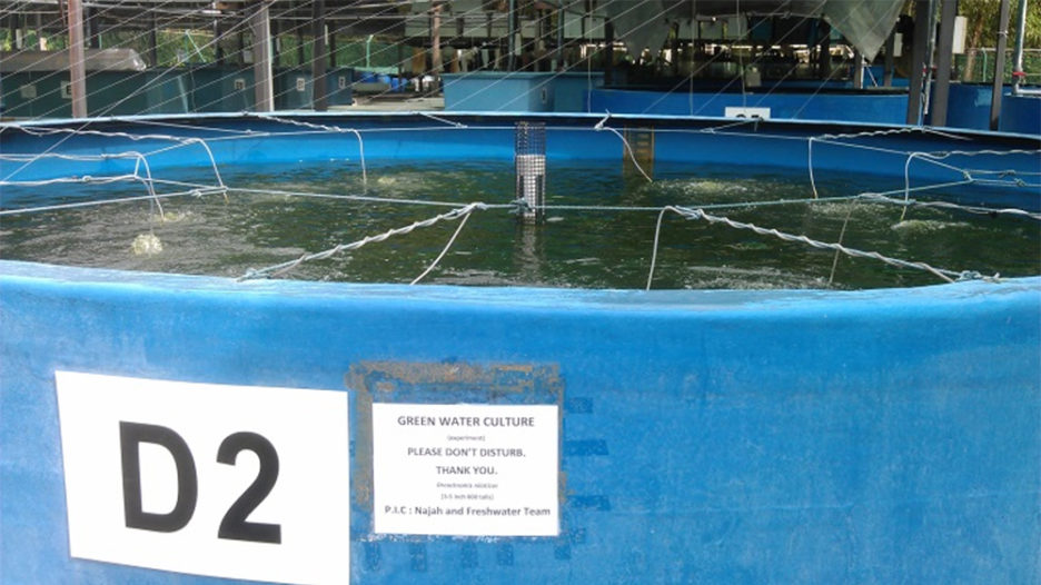 Green water meal has potential as aquafeed ingredient Responsible