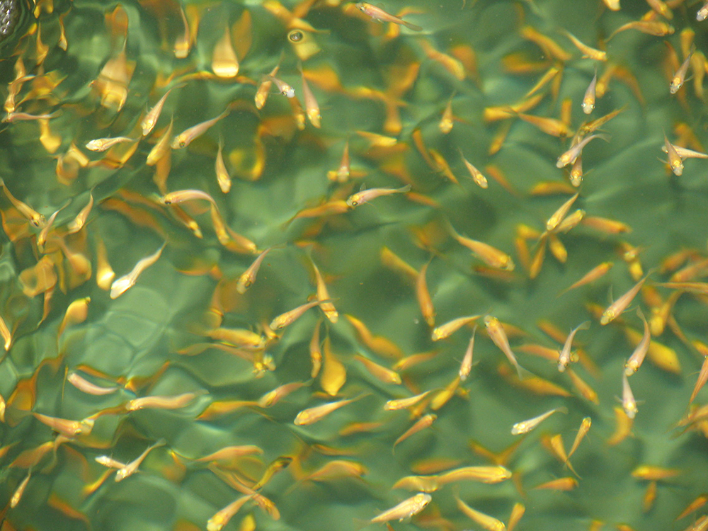 Article image for Biosecurity practices on fish farms need beefing up