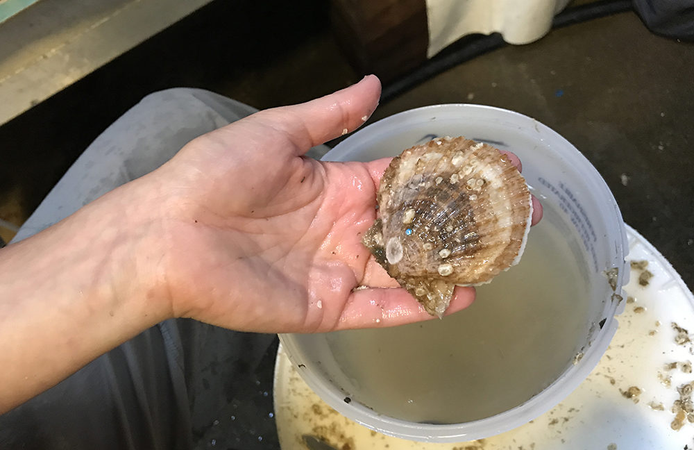 Taylor shellfish scallop