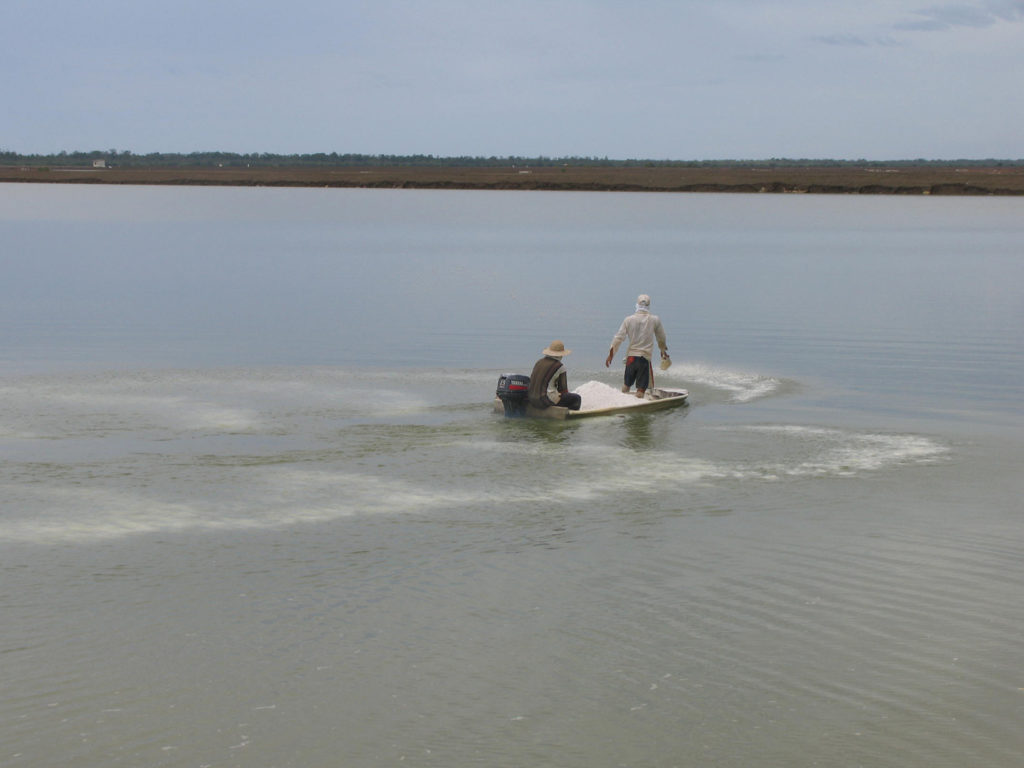 Article image for Lime plays crucial role in aquaculture pond management