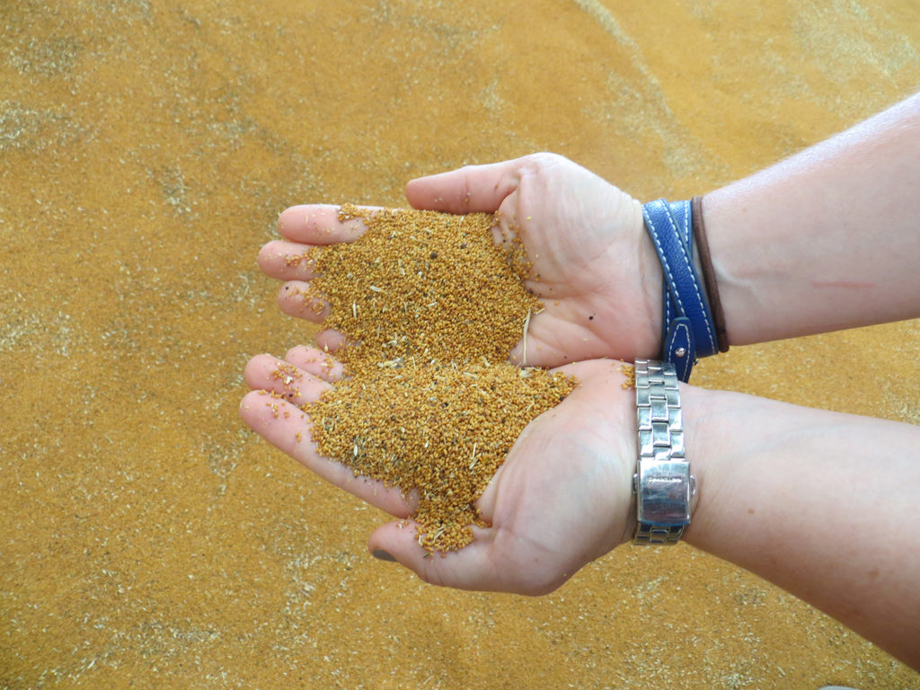 Article image for Canadá mira ansiosamente al aceite de camelina como una alternativa al aceite de pescado