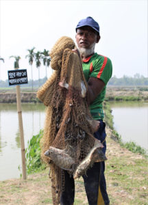 Improved GIFT strain harvest at a commercial tilapia farm in Bangladesh.