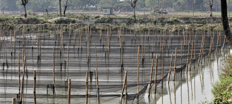 tilapia breeding Bangladesh