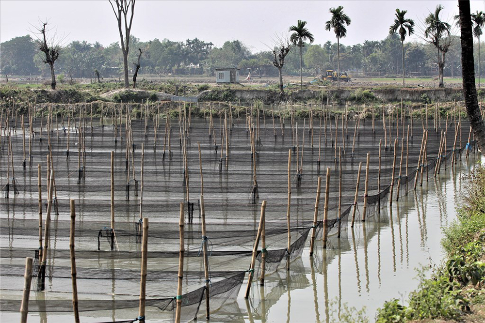 Article image for La industria de cultivo de tilapia de Bangladesh muestra resiliencia