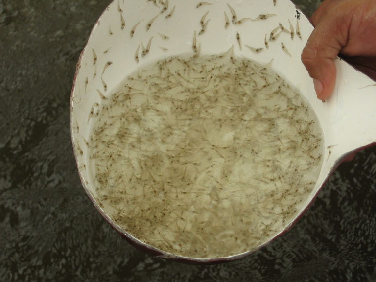 Article image for Testing dietary potassium diformate in Pacific white shrimp