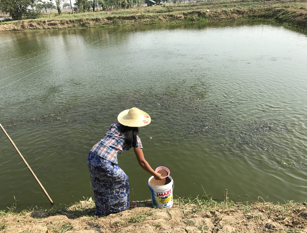 Article image for Giving a lift to tilapia farmers in Myanmar
