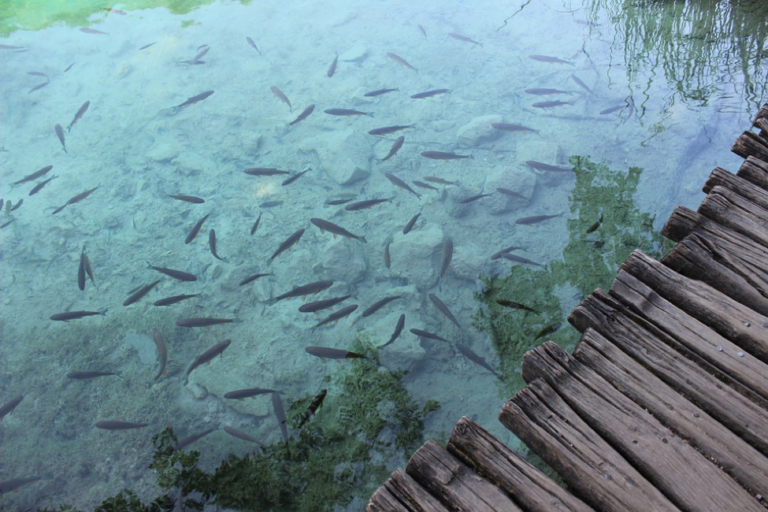 Featured image for The Future of Sustainable Aquaculture with Innovative Technology and Practices
