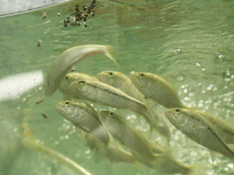 Article image for Largemouth bass responses to supplemental EPA, DHA