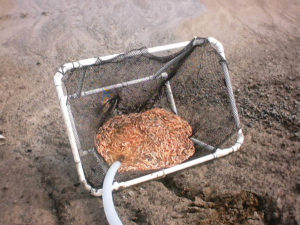 alimentos camaronera