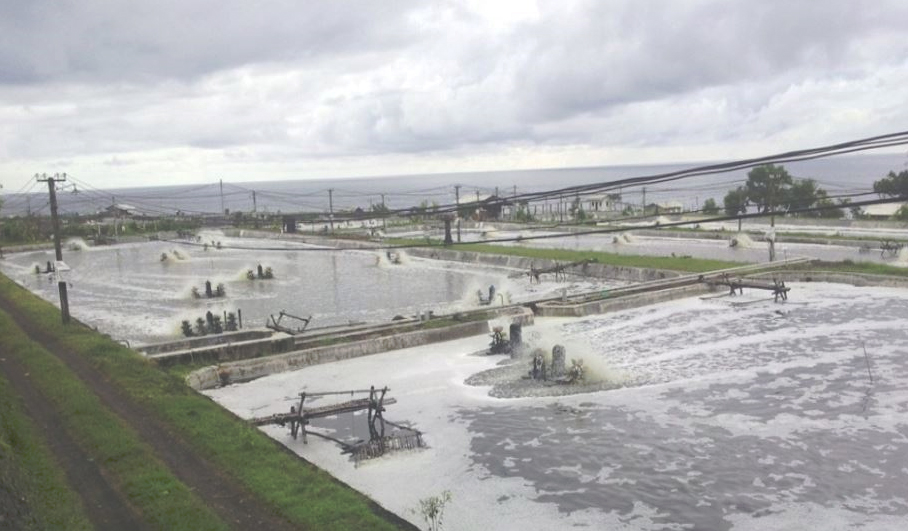 Article image for A look at various intensive shrimp farming systems in Asia