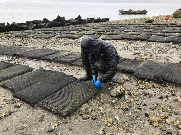 Article image for Genetic tool aims to stem the tide of oyster virus